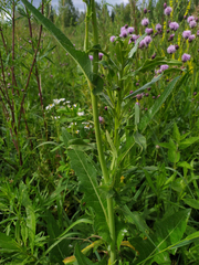 Sonchus arvensis