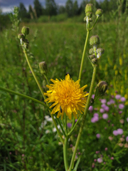 Sonchus arvensis