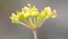 Chamarea capensis