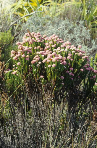 Image of Stoebe rosea by (c) Tom Lloyd Evans, some rights reserved (CC BY-SA)