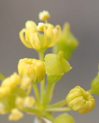 Chamarea capensis