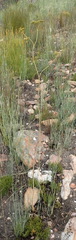 Lichtensteinia trifida trifida