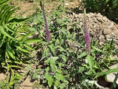 Teucrium hircanicum
