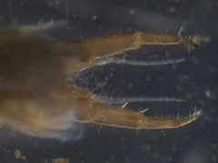 Corophiidae