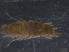 Corophiidae