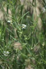 Ladeania lanceolata