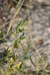 Ladeania lanceolata