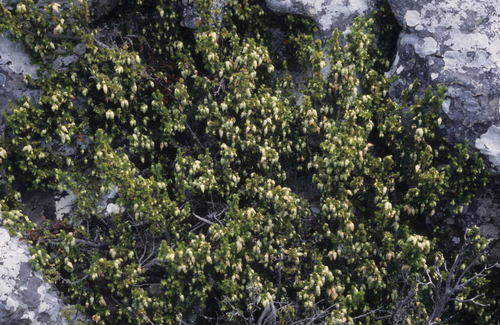 Image of Erica halicacaba by (c) Tom Lloyd Evans, some rights reserved (CC BY-SA)