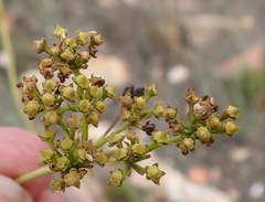 Lichtensteinia trifida trifida