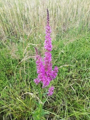 Lythrum salicaria