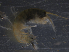 Echinogammarus