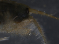 Echinogammarus