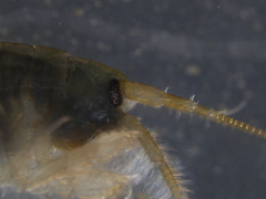 Echinogammarus