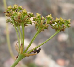 Lichtensteinia trifida trifida