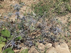Eryngium caeruleum
