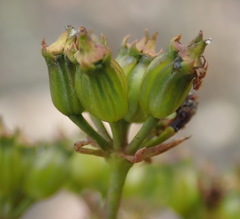 Lichtensteinia trifida trifida