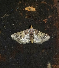 Pyralis manihotalis