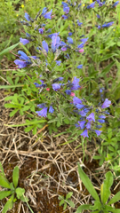 Echium vulgare