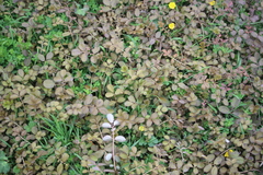 Argentina anserinoides