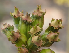 Lichtensteinia trifida trifida
