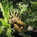 Wood's Cycad - Photo (c) Kerry Woods, some rights reserved (CC BY-NC-ND)