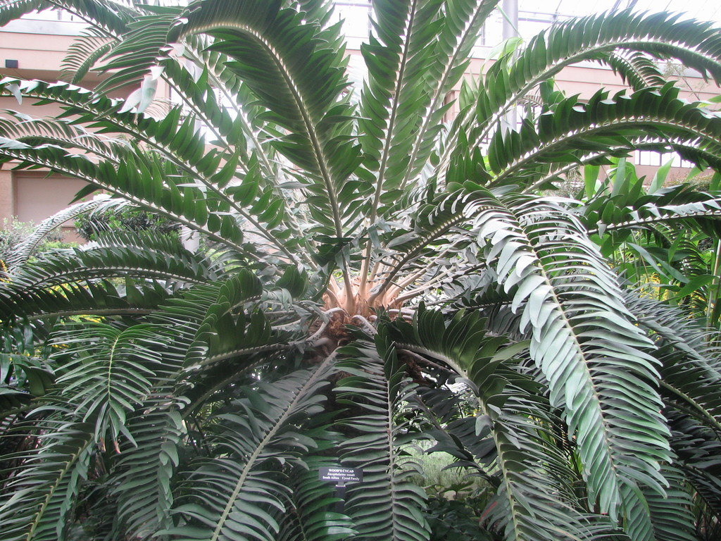 Wood's cycad