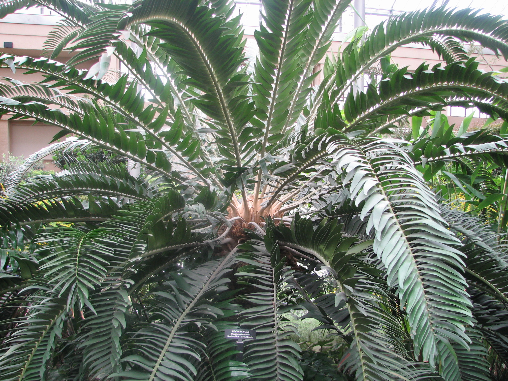 Encephalartos woodii