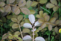 Argentina anserinoides