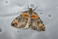 Dysstroma hersiliata