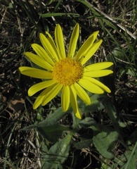 Senecio scopolii