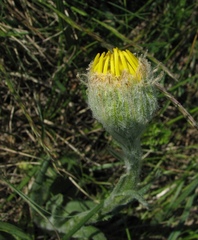 Senecio scopolii