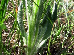Senecio scopolii