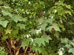 Acer laetum