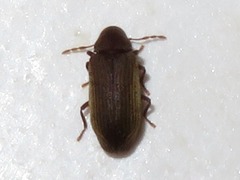 Anobium punctatum