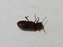 Anobium punctatum
