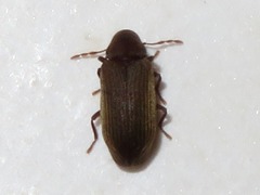 Anobium punctatum