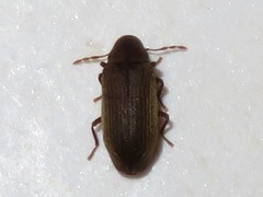 Anobium punctatum