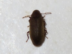 Anobium punctatum