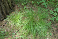 Carex pediformis macroura
