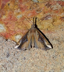 Hypena labatalis