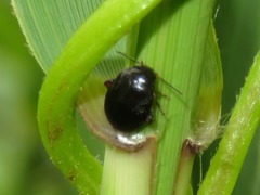 Scirtes hemisphaericus