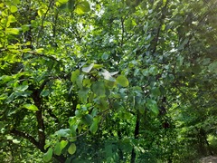 Pyrus communis caucasica