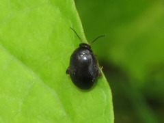 Scirtes hemisphaericus