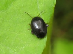 Scirtes hemisphaericus