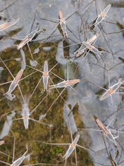 Aquarius adelaidis