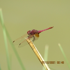 Trithemis annulata