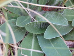 Pilosella pseudopilosella