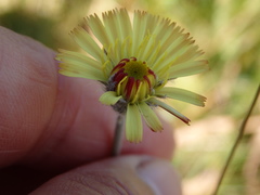 Pilosella pseudopilosella