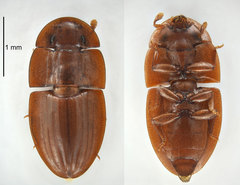 Cossyphodes andreaei