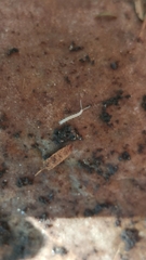 Symphyla